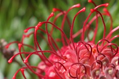 Grevillea