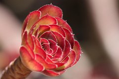 Aeonium