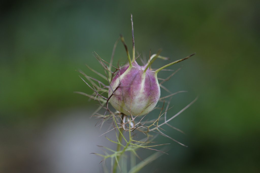 IMG_7167.JPG - Flower