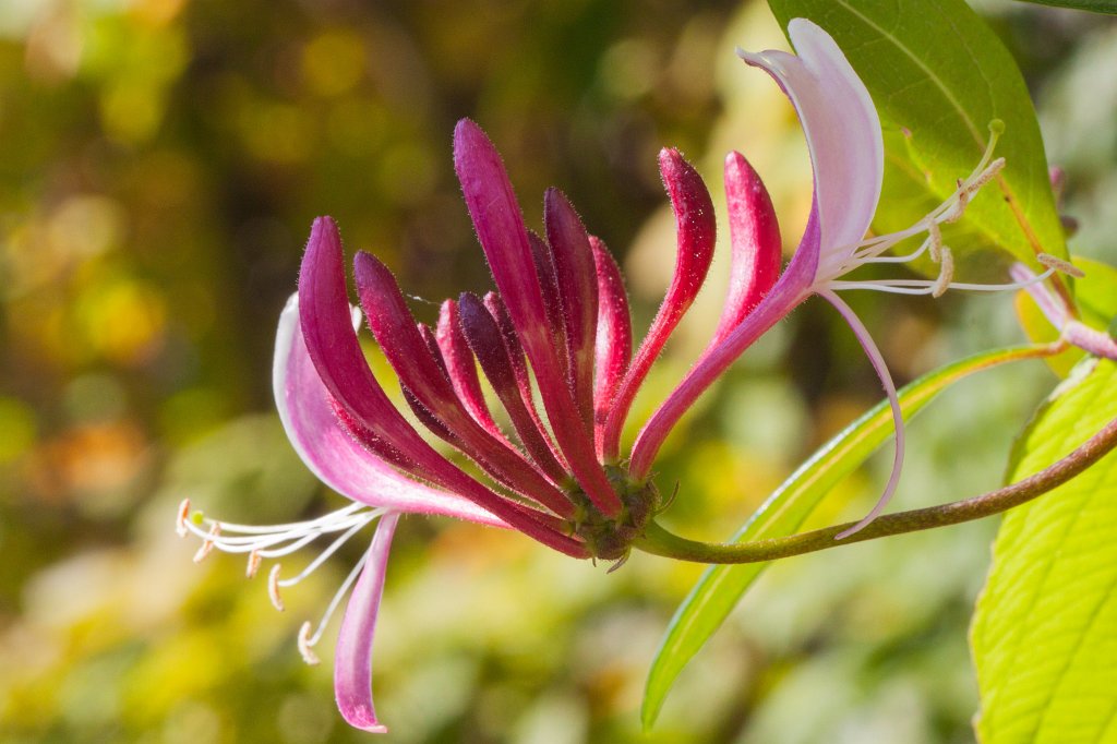 IMG_7177_c.jpg - Flower