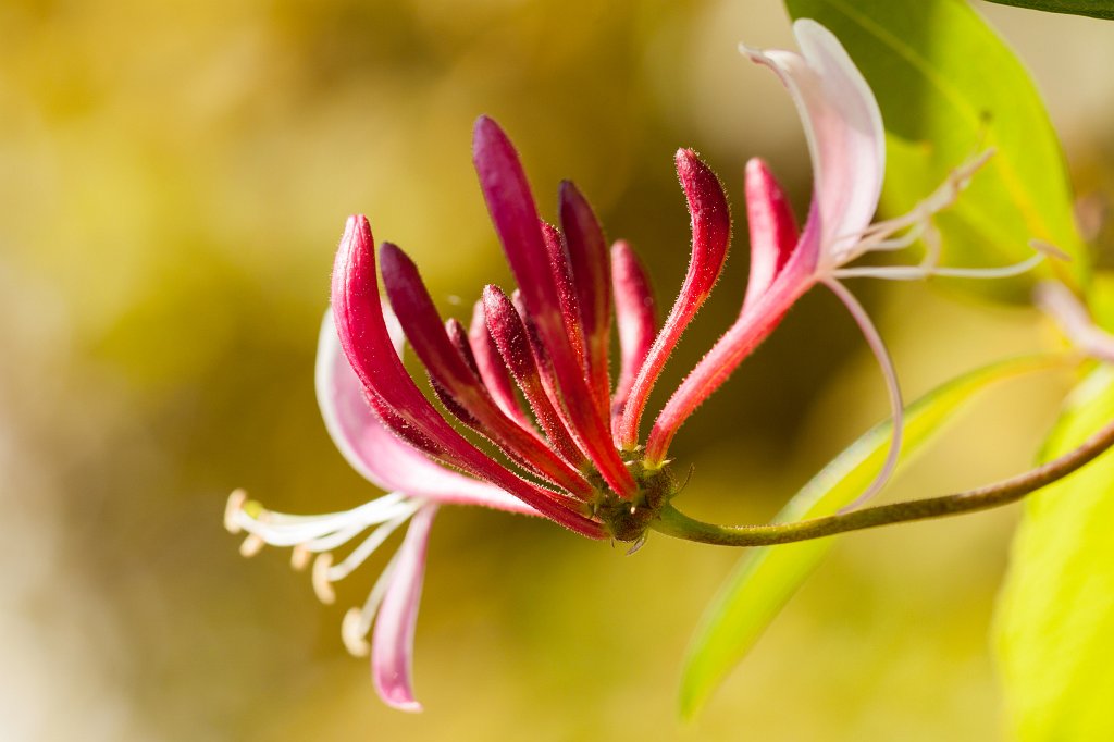 IMG_7178_c.jpg - Flower