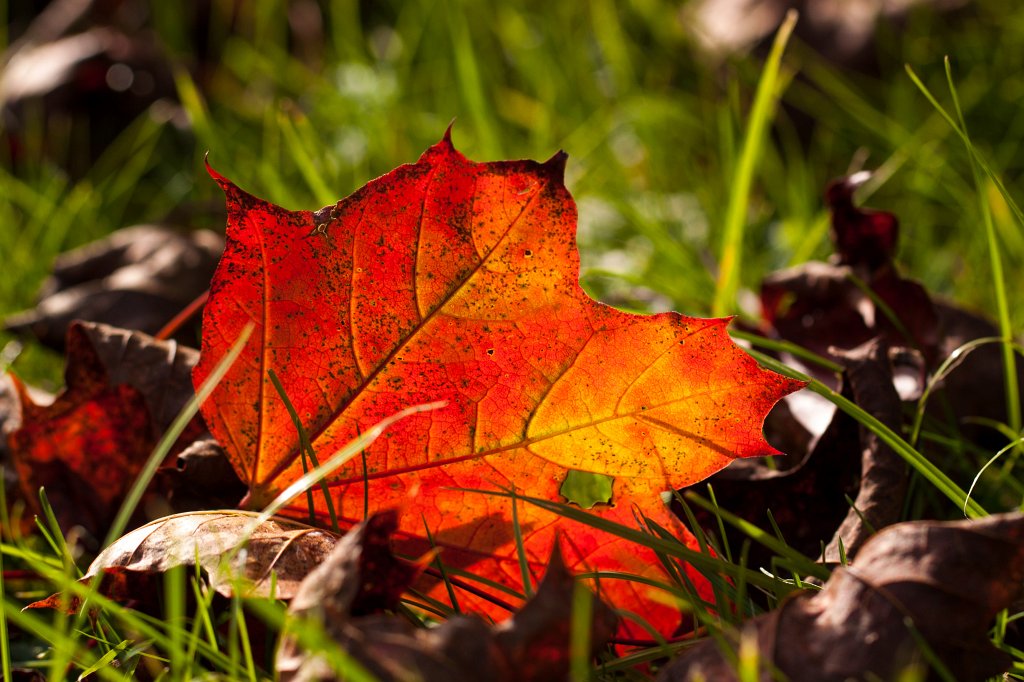 IMG_7206_c.jpg - Fallen leaf