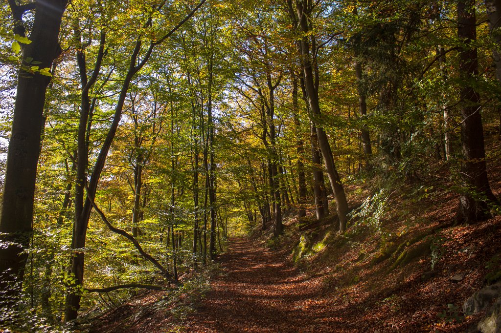 IMG_7238_c.jpg - Strolling through the woods