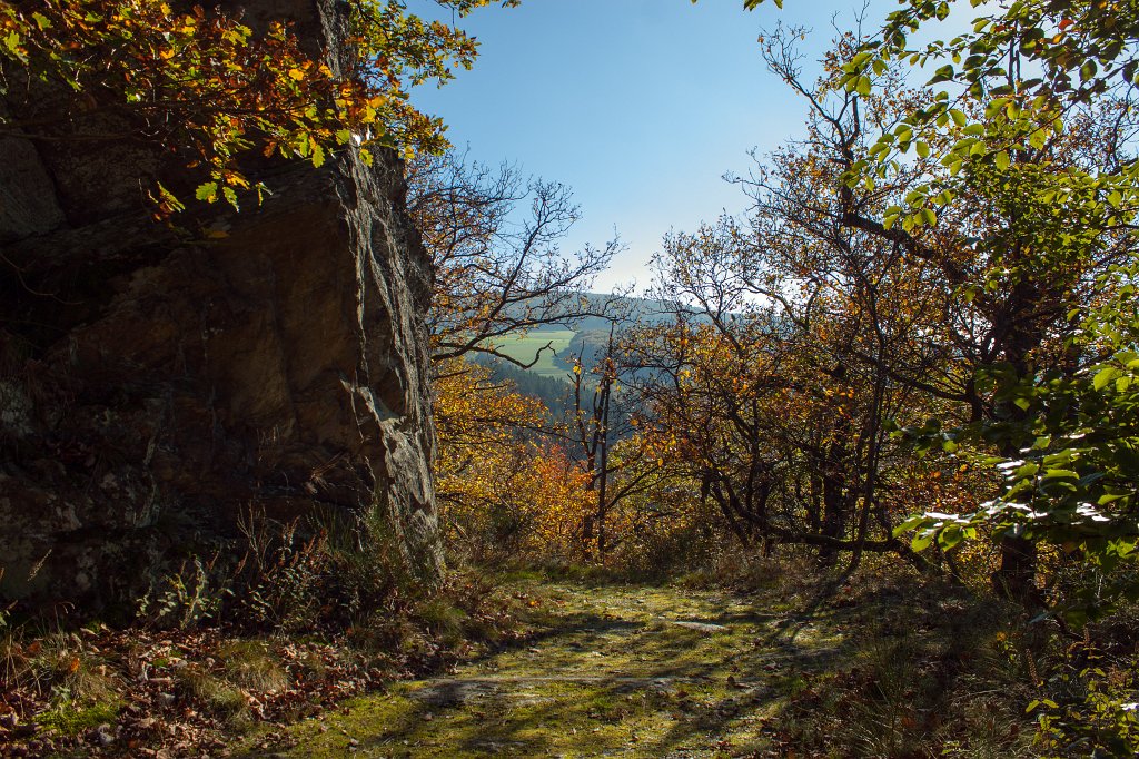 IMG_7243_c.jpg - Strolling through the woods