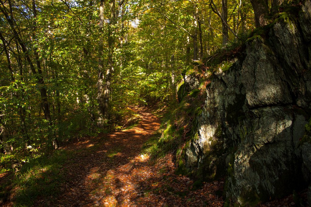 IMG_7265_c.jpg - Strolling through the woods
