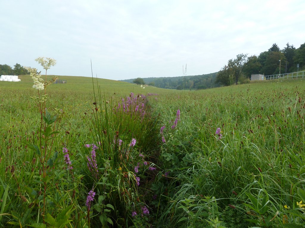 P1130266.JPG - Röderbach