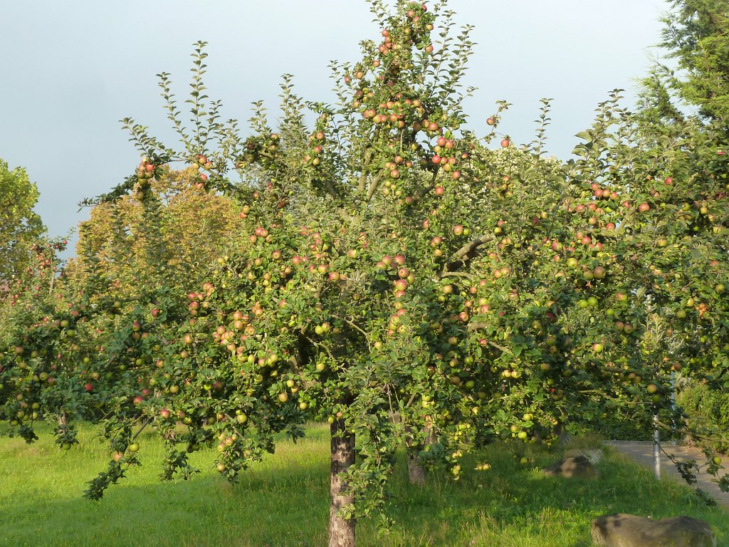P1130300.JPG - Apples
