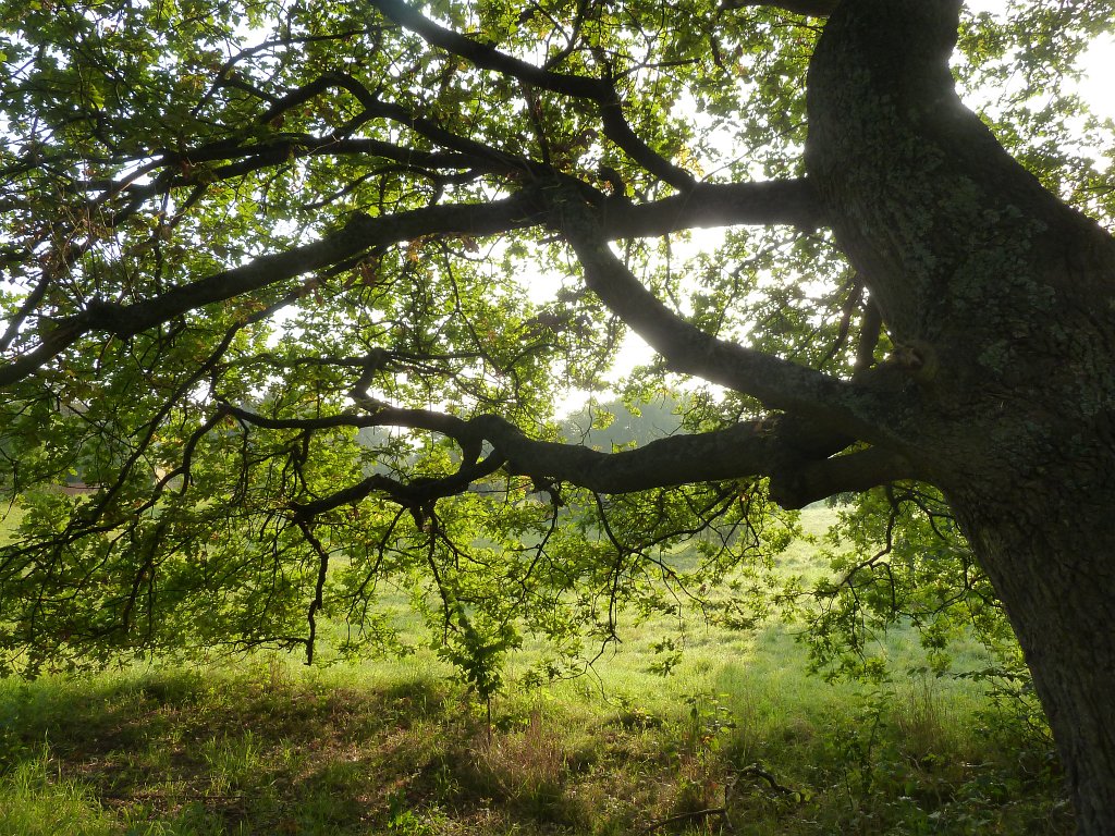 P1130303.JPG - Early sunlight through the leaves