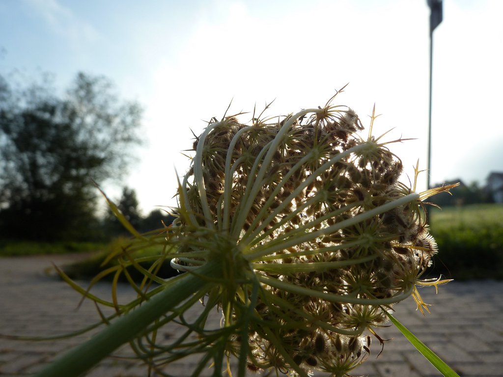 P1130305.JPG - Catching the sun