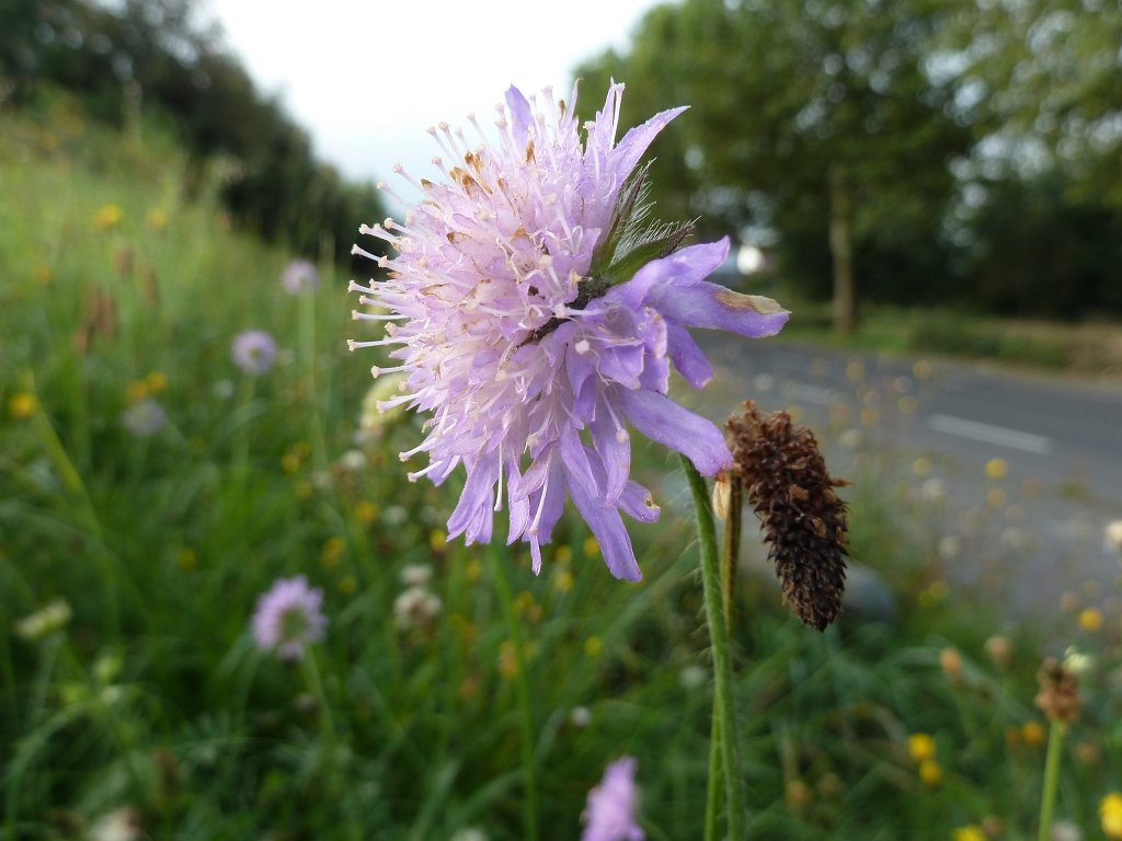 P1130308.JPG - Flower