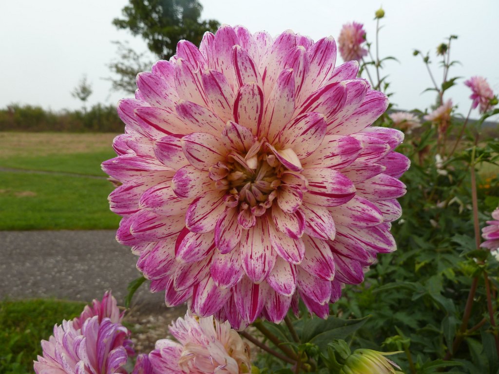 P1130315.JPG - Flower