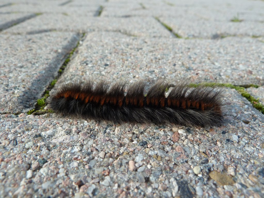 P1130365.JPG - Caterpillar