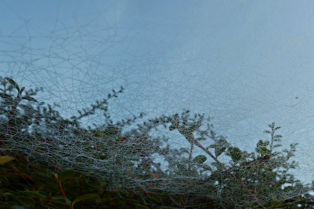P1130366_c.jpg - Spider web