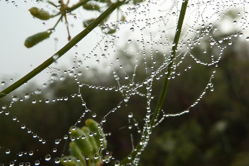 P1130388_c.jpg - Spider web