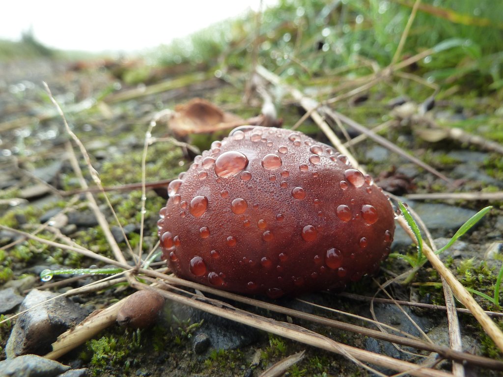 P1130400.JPG - Chestnut