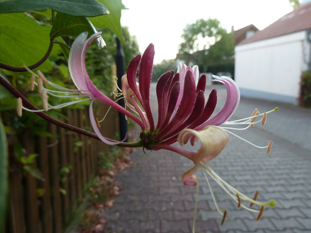 P1130475.JPG - Flower