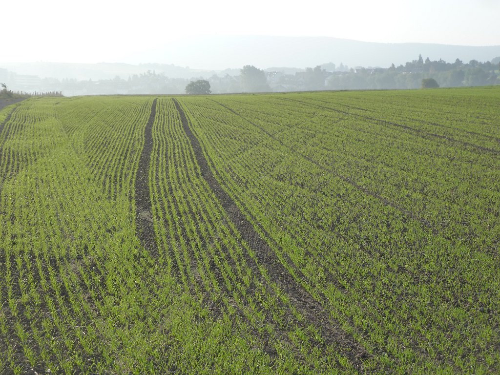 P1130515.JPG - Field