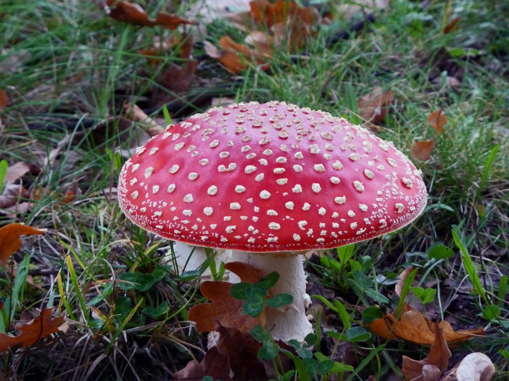 P1130600_c.jpg -  Fly agaric  ( Fliegenpilz )