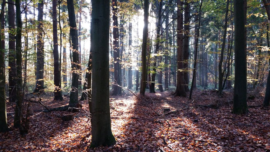 20141106_090938.jpg - Green, yellow and red leaves