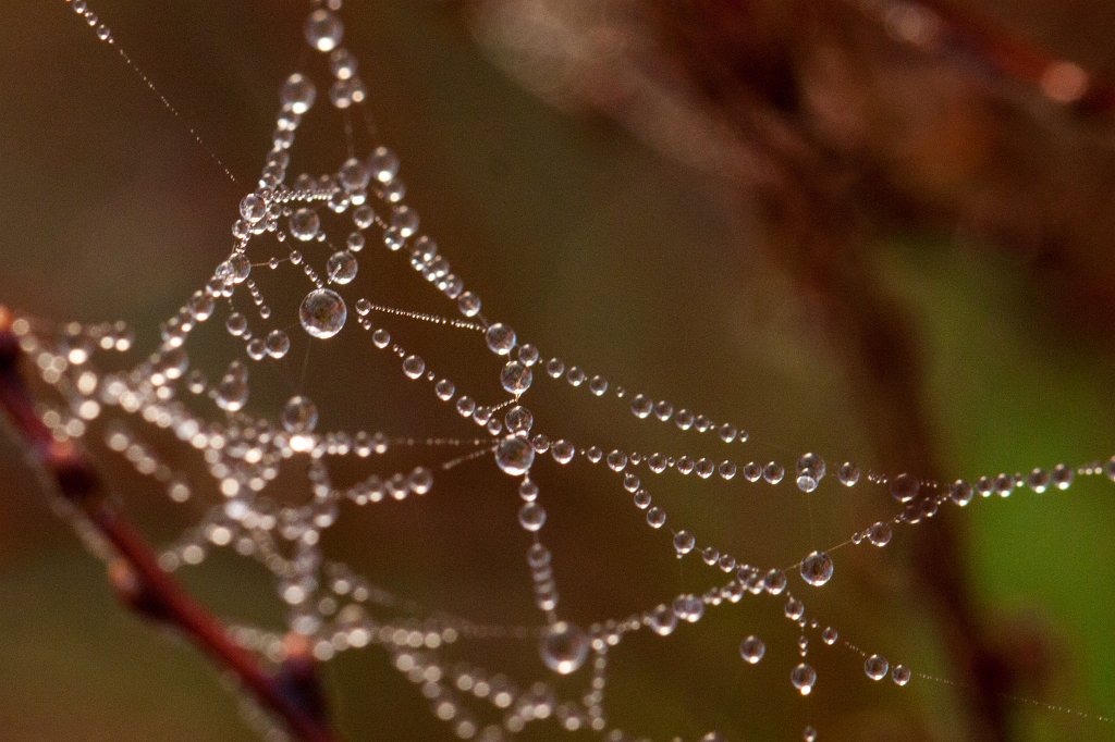 IMG_7288_c.jpg - Spider web