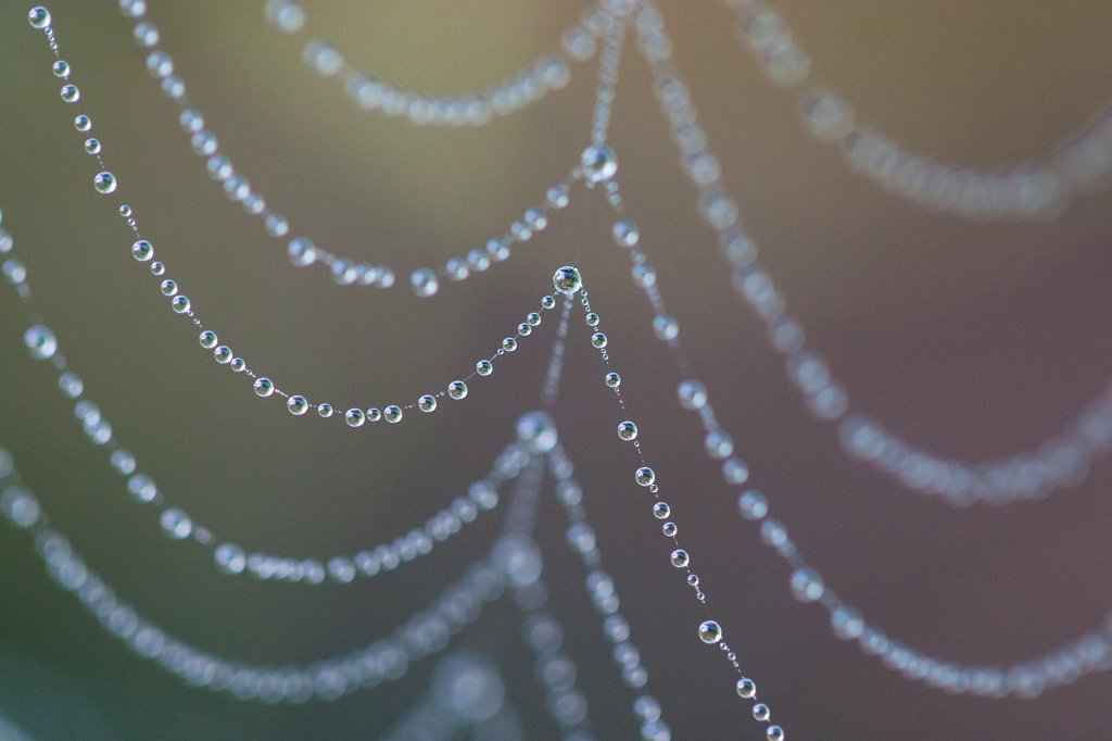 IMG_7300_c.jpg - Spider web