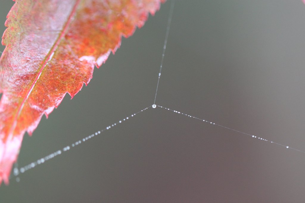 IMG_7306.JPG - Spider web star