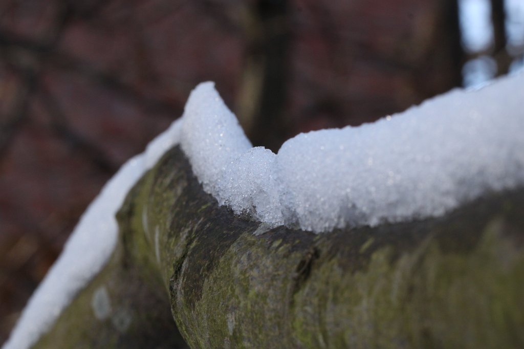 IMG_8281.JPG - Great white wall on the branch