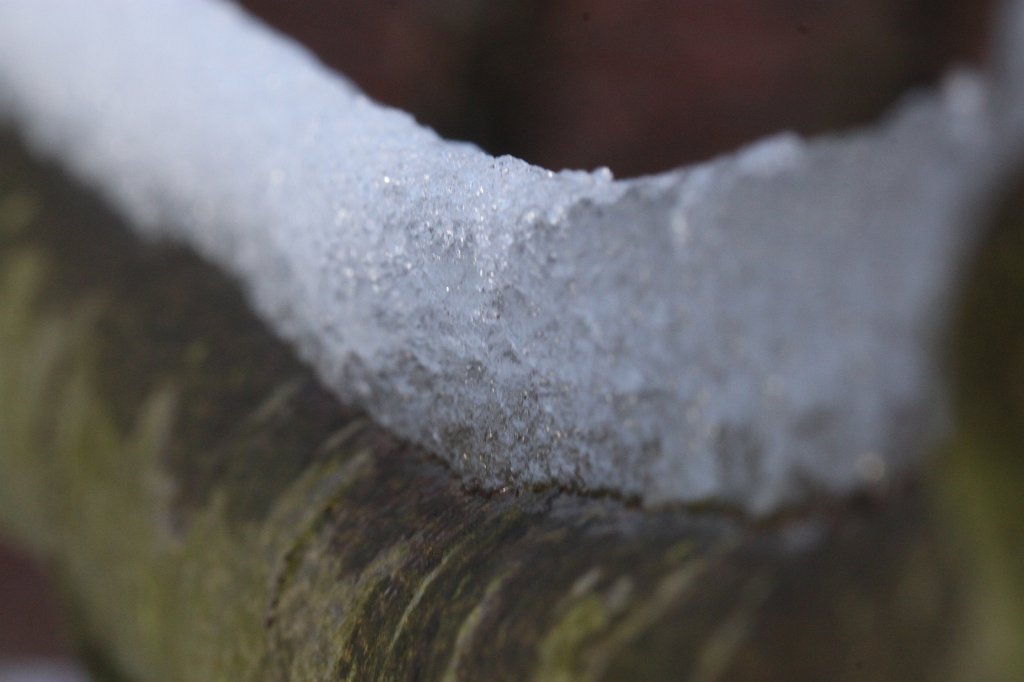 IMG_8282.JPG - Great white wall on the branch