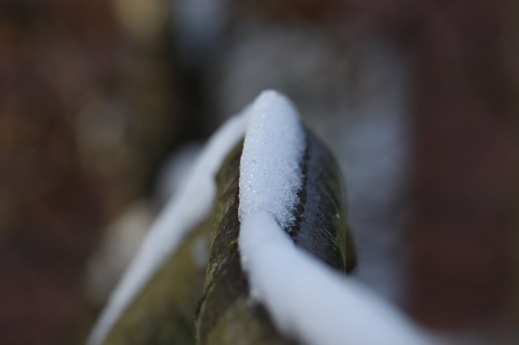 IMG_8285.JPG - Great white wall on the branch