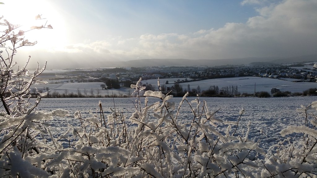 20150130_092544.jpg - Icy shrubs