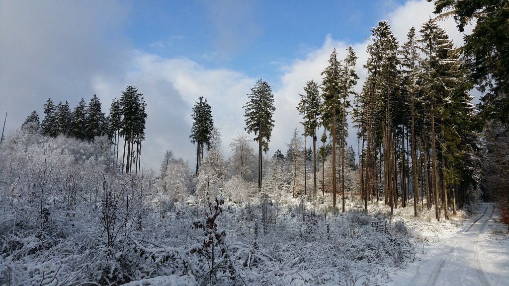 20150130_095139.jpg - Trees in white