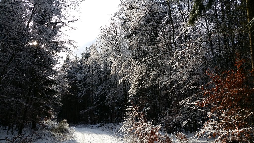 20150130_095557.jpg - Sun in the white forest