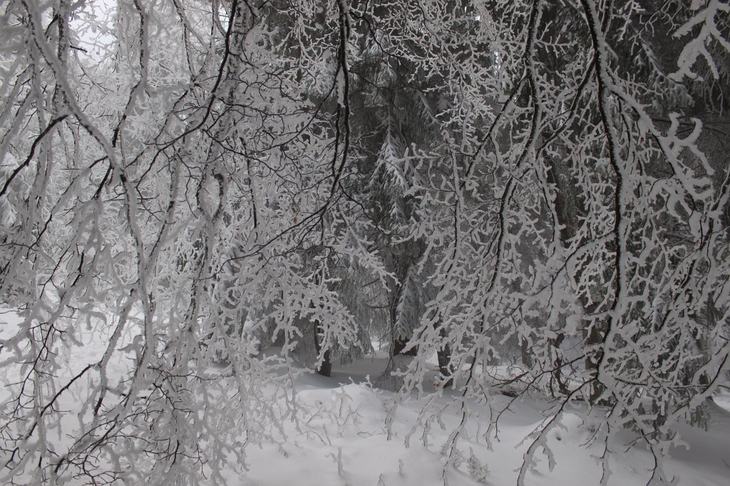IMG_8318.JPG - Icy branches curtain
