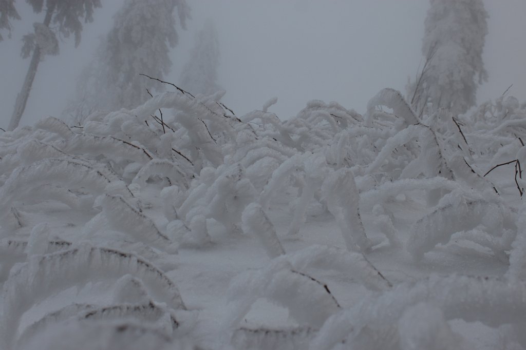 IMG_8323.JPG - Winter