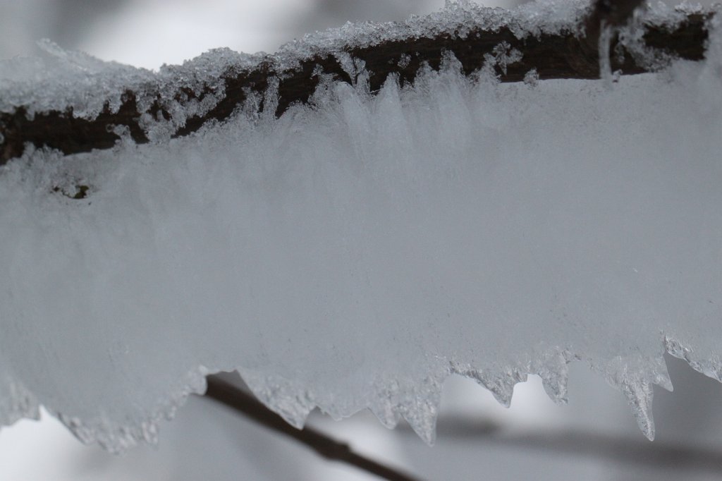 IMG_8334.JPG - Ice branch