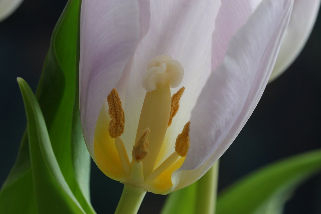 IMG_8522.JPG - The tulip with the fallen petal. This isn't optimimal for the boquet but allows insight.
