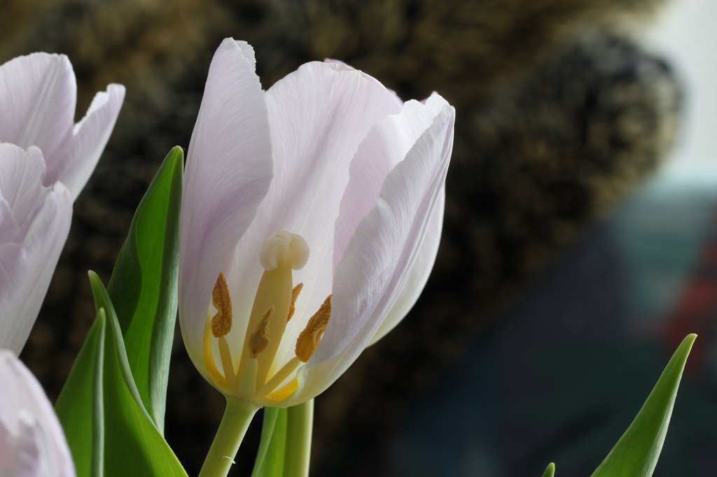 IMG_8523.JPG - The tulip with the fallen petal. This isn't optimimal for the boquet but allows insight.