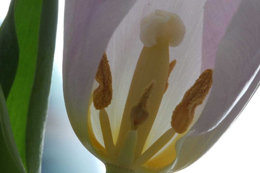 IMG_8528.JPG - The tulip with the fallen petal. This isn't optimimal for the boquet but allows insight.