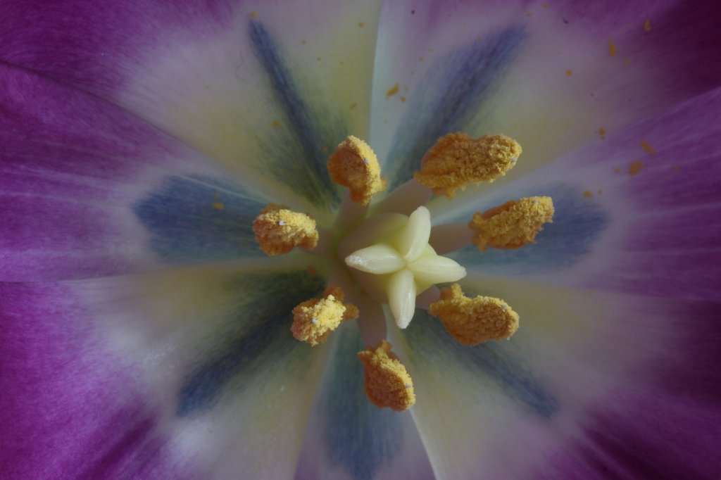 IMG_8553.JPG - Tulip