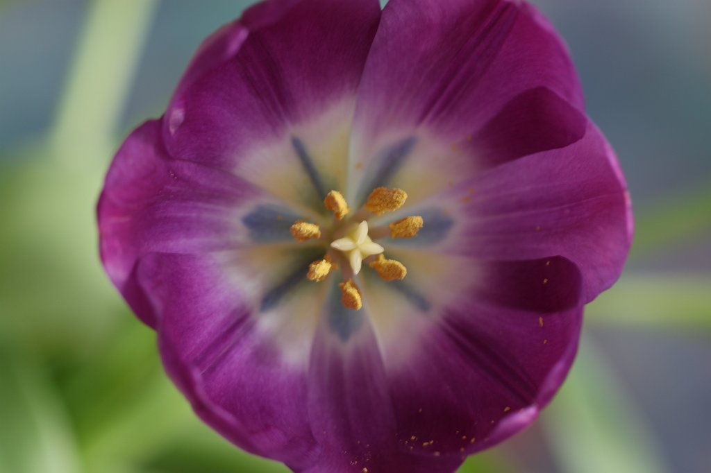 IMG_8558.JPG - Tulip