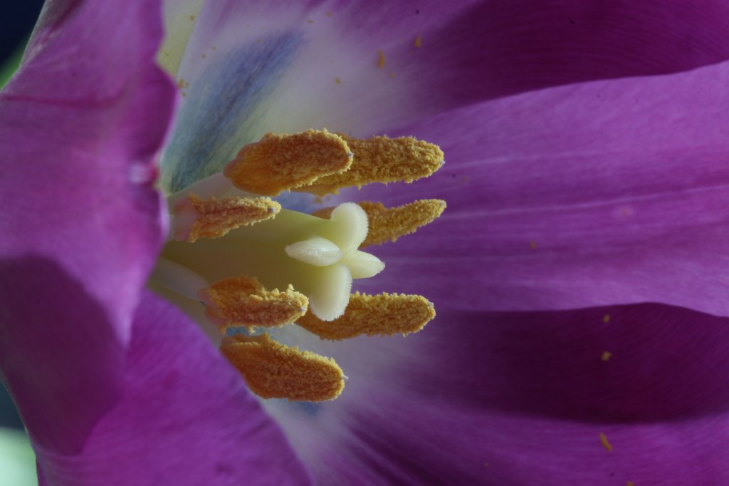 IMG_8560.JPG - Tulip