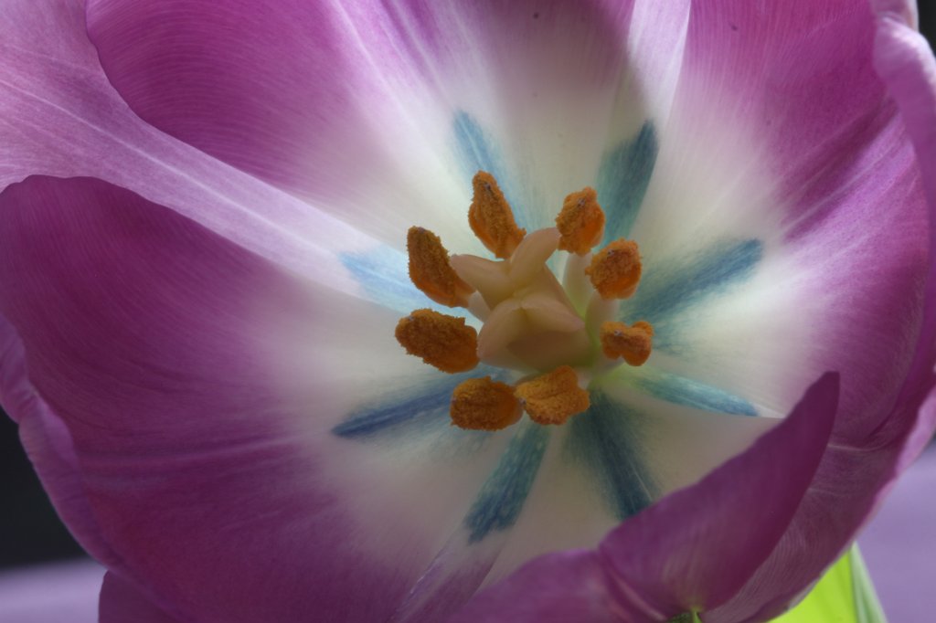 IMG_8566.JPG - Tulip