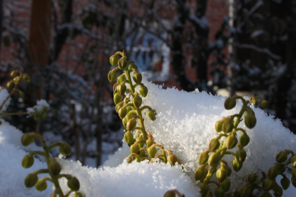 IMG_8585.JPG - Fresh snow on green