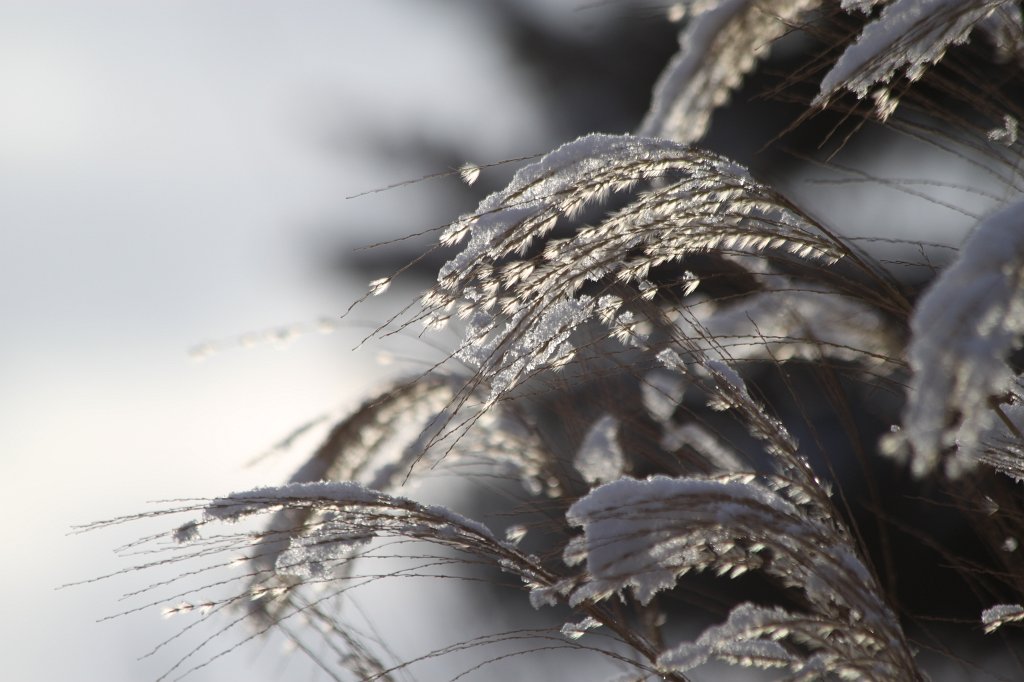 IMG_8594.JPG - Snow on grass