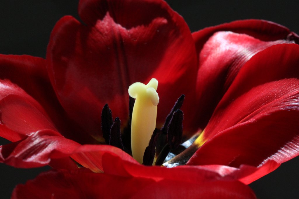 IMG_8651.JPG - Tulip