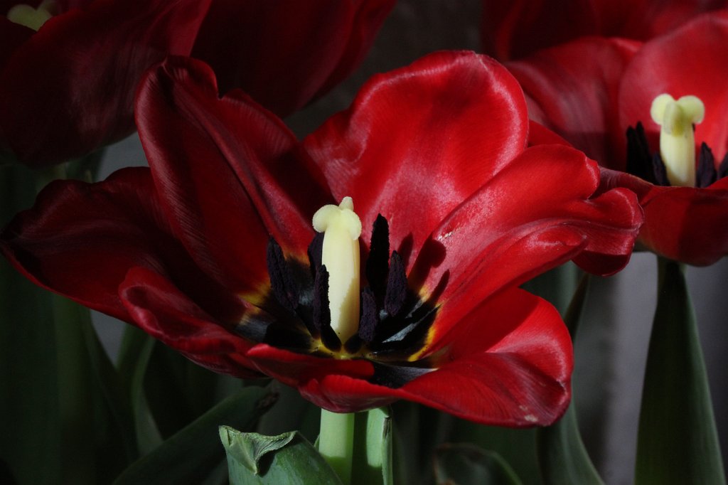 IMG_8674.JPG - Tulip