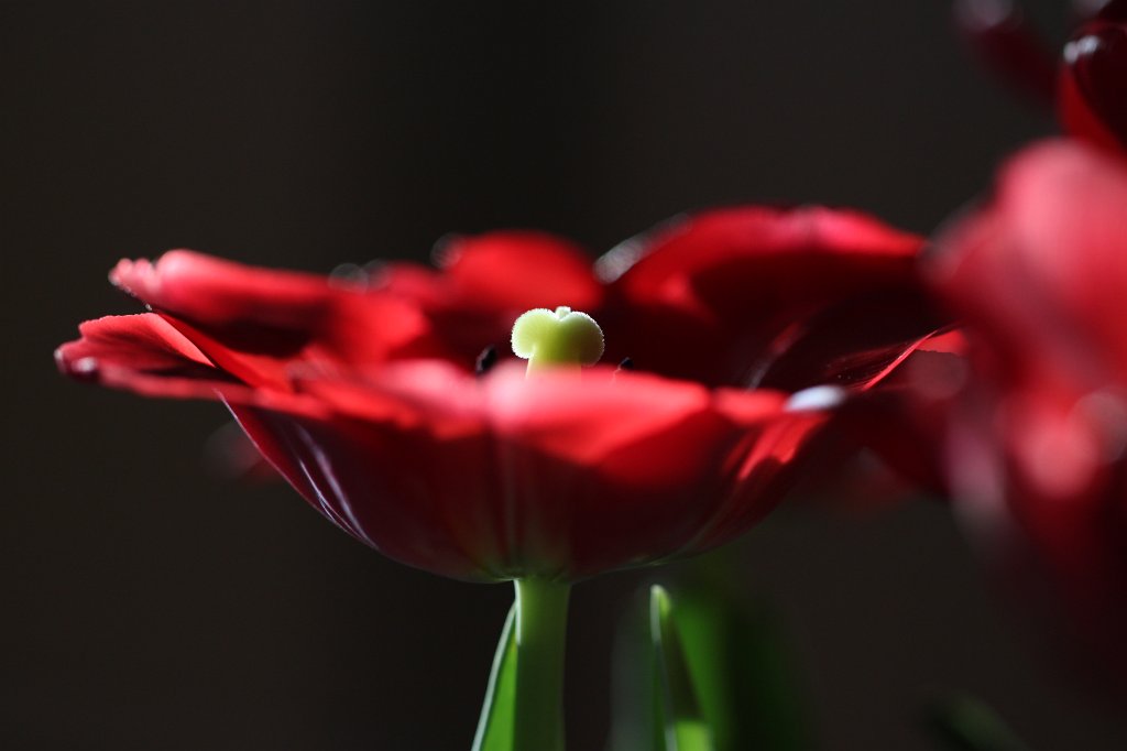 IMG_8694.JPG - Tulip