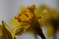 Daffodil