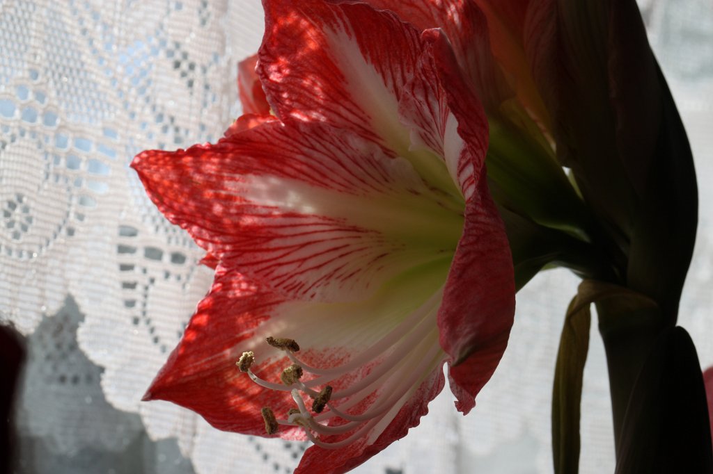 IMG_8917.JPG -  Amaryllis 