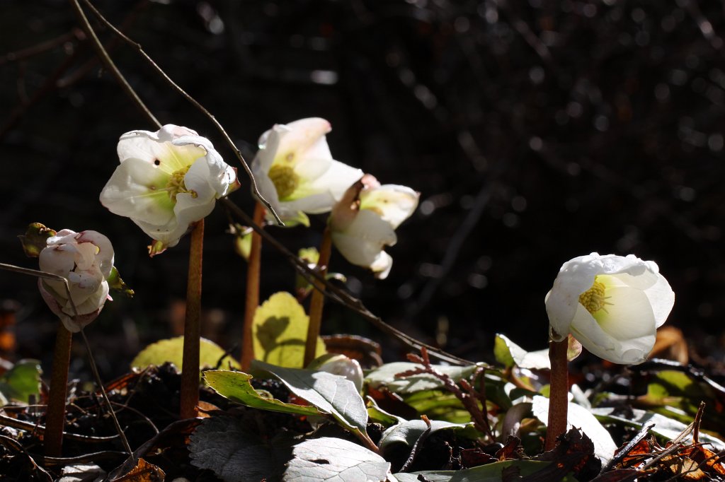 IMG_8932.JPG -  Christmas rose  ( Christrose )
